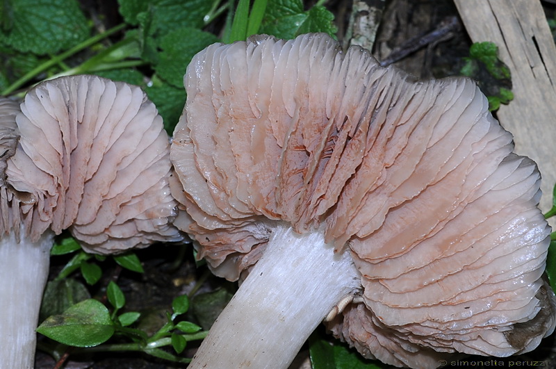 Entoloma saundersii var. hiemale